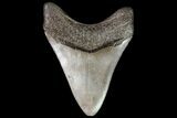 Brown, Fossil Megalodon Tooth - Georgia #76874-2